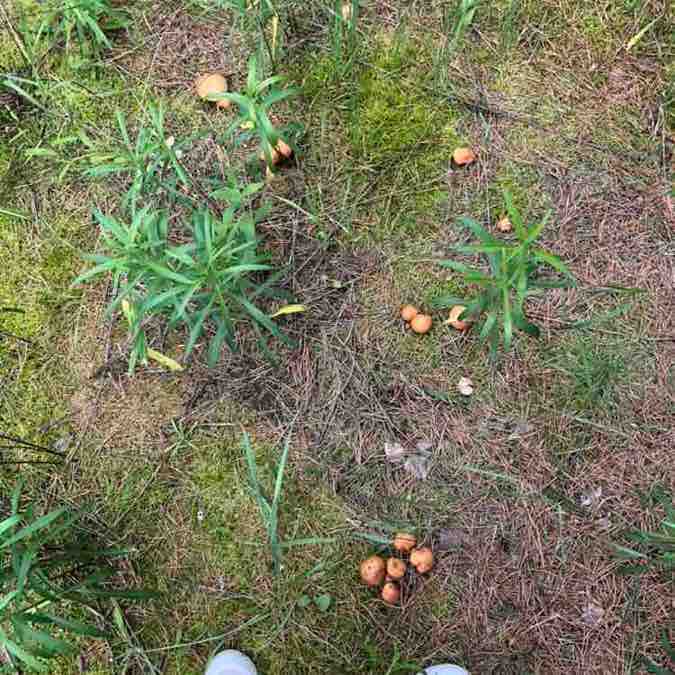 Маргарита post 1