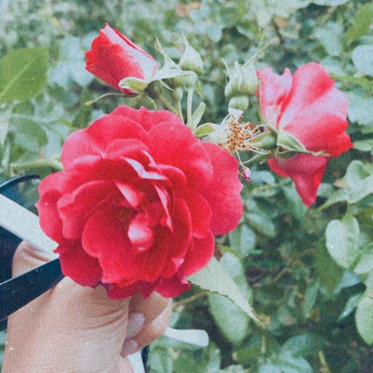 Маргарита post 2