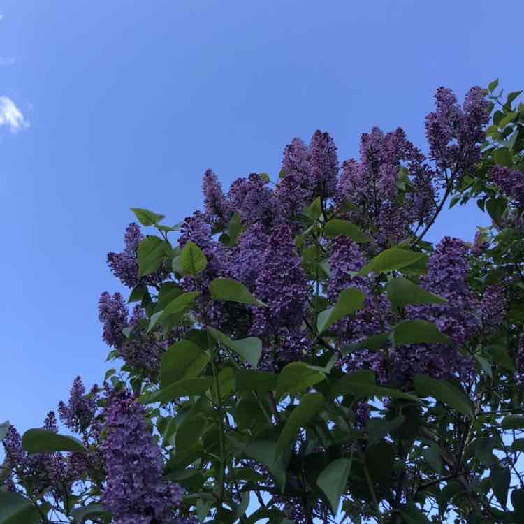 Маргарита post 3