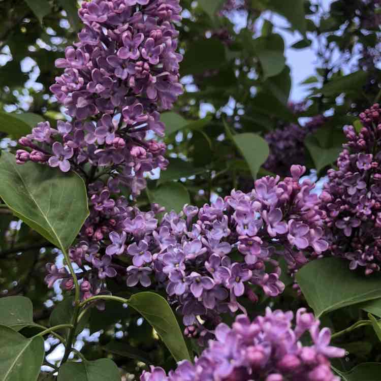 Маргарита post 1