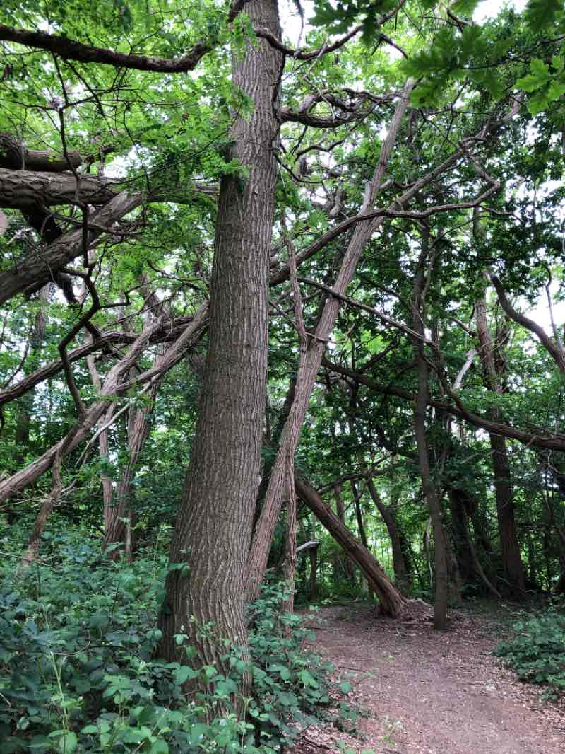 walking near me in Stadpark Sittard in winter