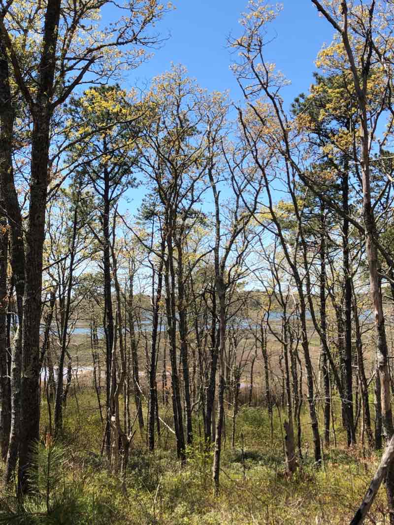 walking near me in Waquoit Bay National Estuarine Research Reserve in winter