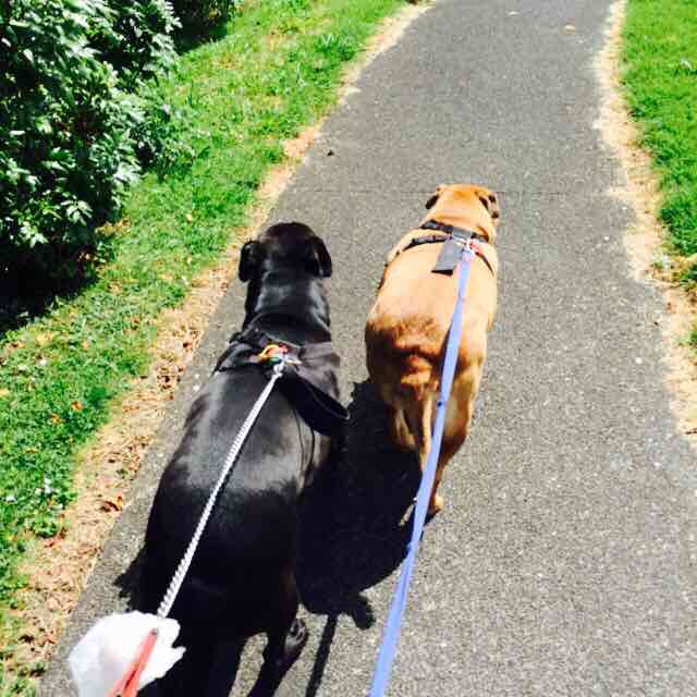 VeeVeeNZ 🥑🐕🇹🇰🇳🇿🏃🏽‍♀️ post 2