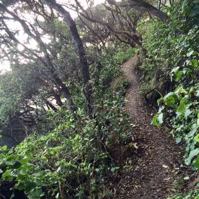 VeeVeeNZ 🥑🐕🇹🇰🇳🇿🏃🏽‍♀️ post 3