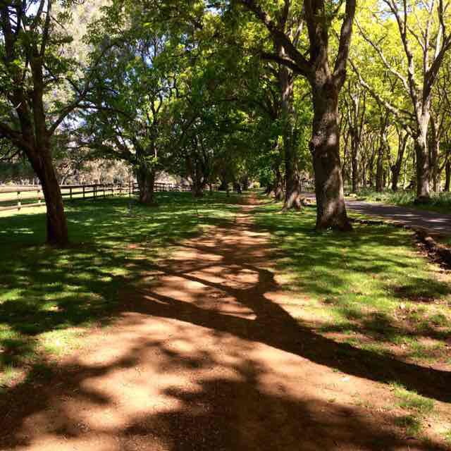 VeeVeeNZ 🥑🐕🇹🇰🇳🇿🏃🏽‍♀️ post 3