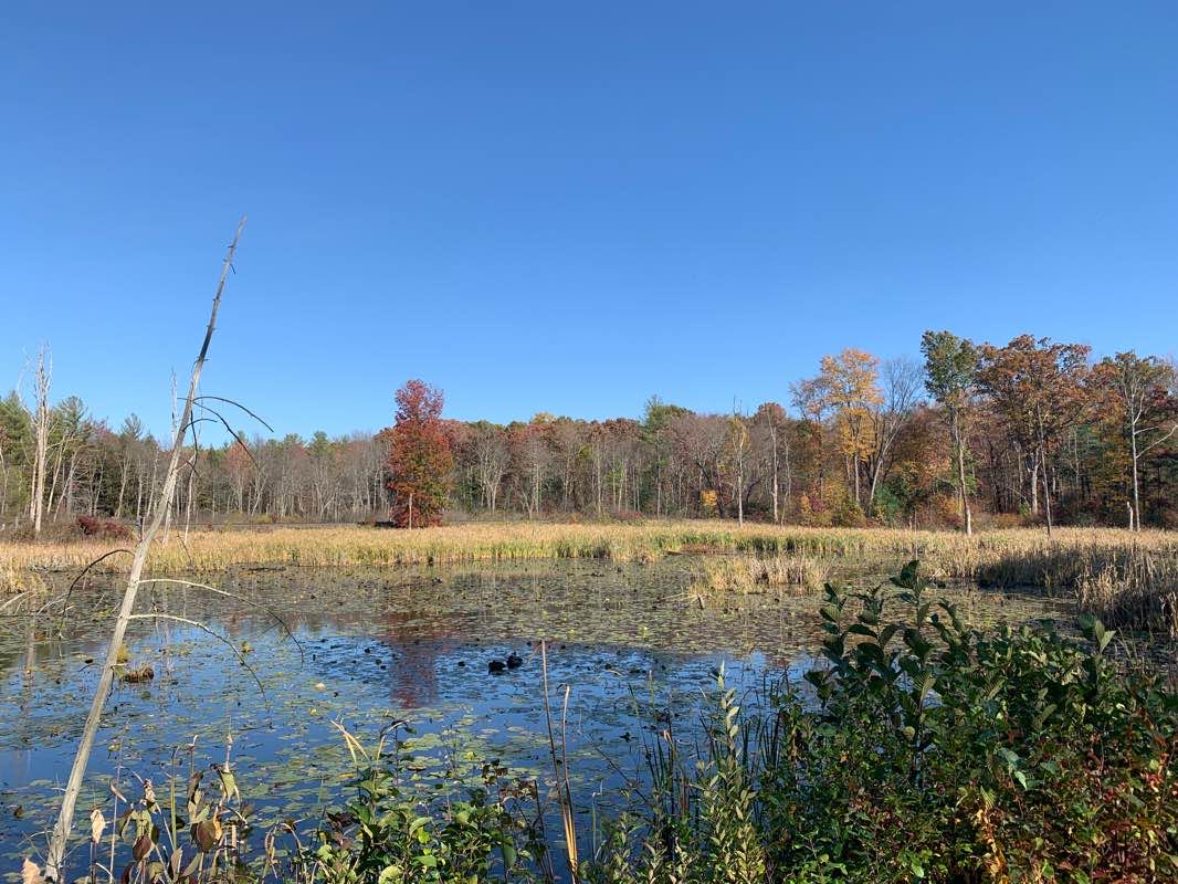 walking near me in Brickyard Conservation Area in winter