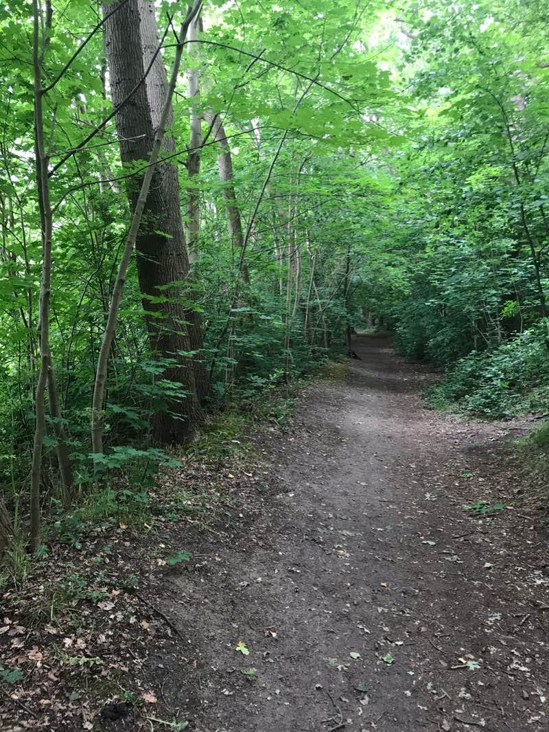 walking near me in Alkmaarderhout in winter