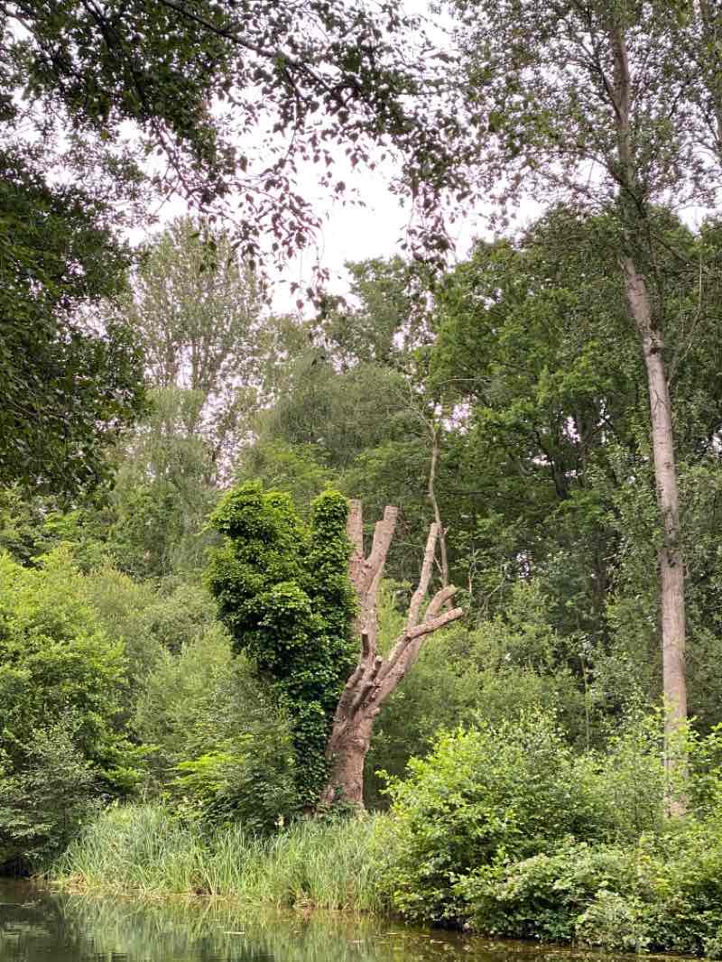 walking near me in Municipal Gardens in winter