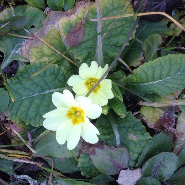 Sonia🦉🐶 post 3