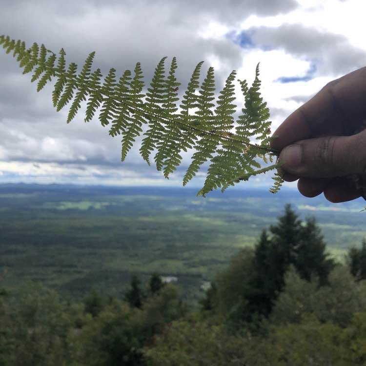 Aneesh🇨🇦 post 2