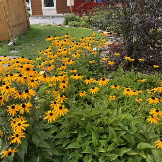 Aneesh🇨🇦 post 1