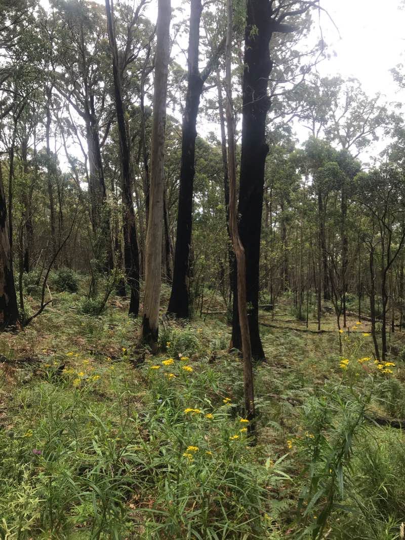 walking near me in Macedon Regional Park in summer