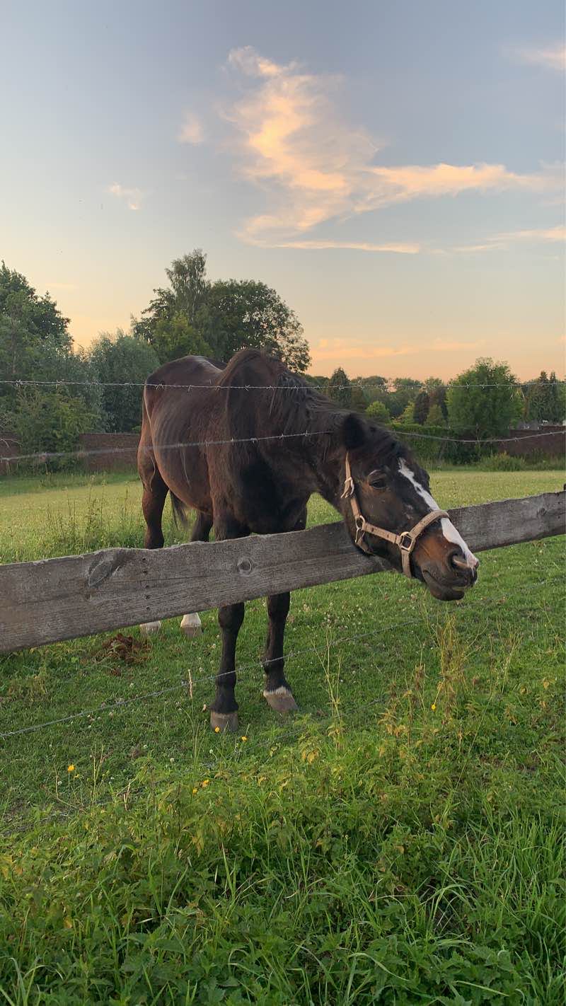 walking near me in Parc Hauwaert - Hauwaertpark in winter