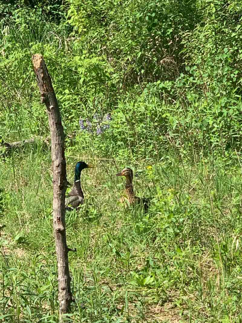 walking near me in Coon Rapids Dam Regional Park in winter