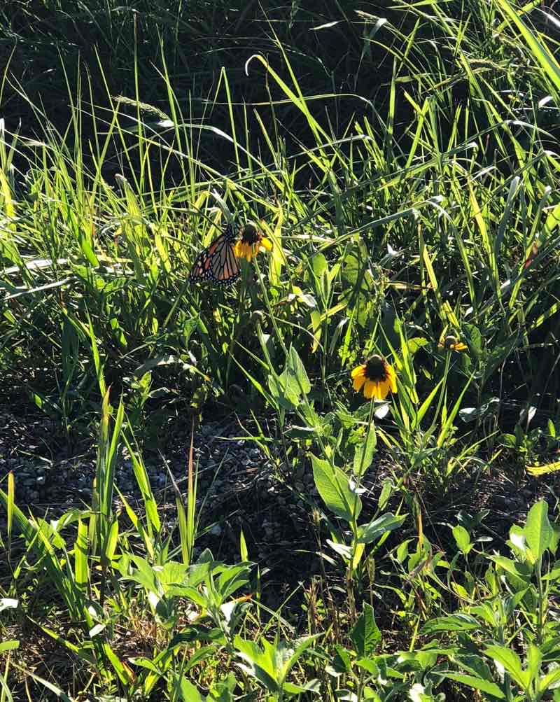 walking near me in Ben Johnson Memorial Park in winter