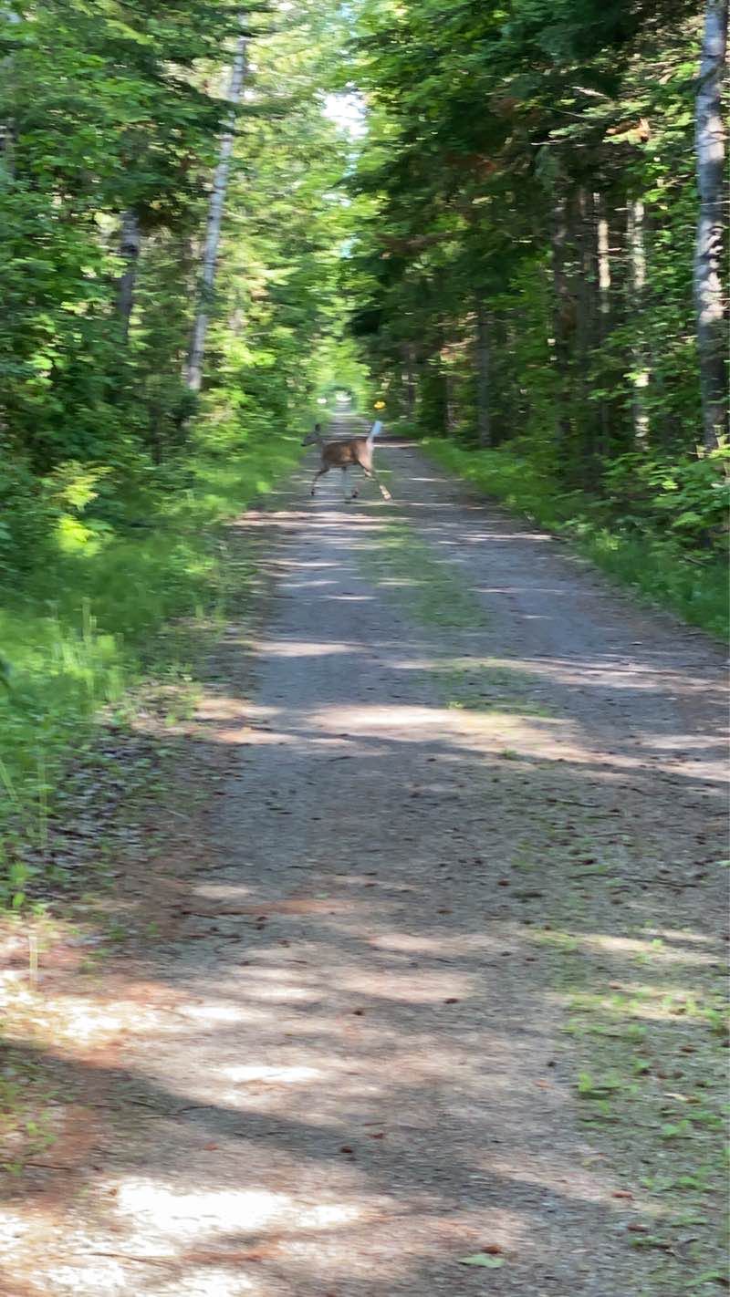 walking near me in MDOT Mackinaw Straights Roadside Park in winter