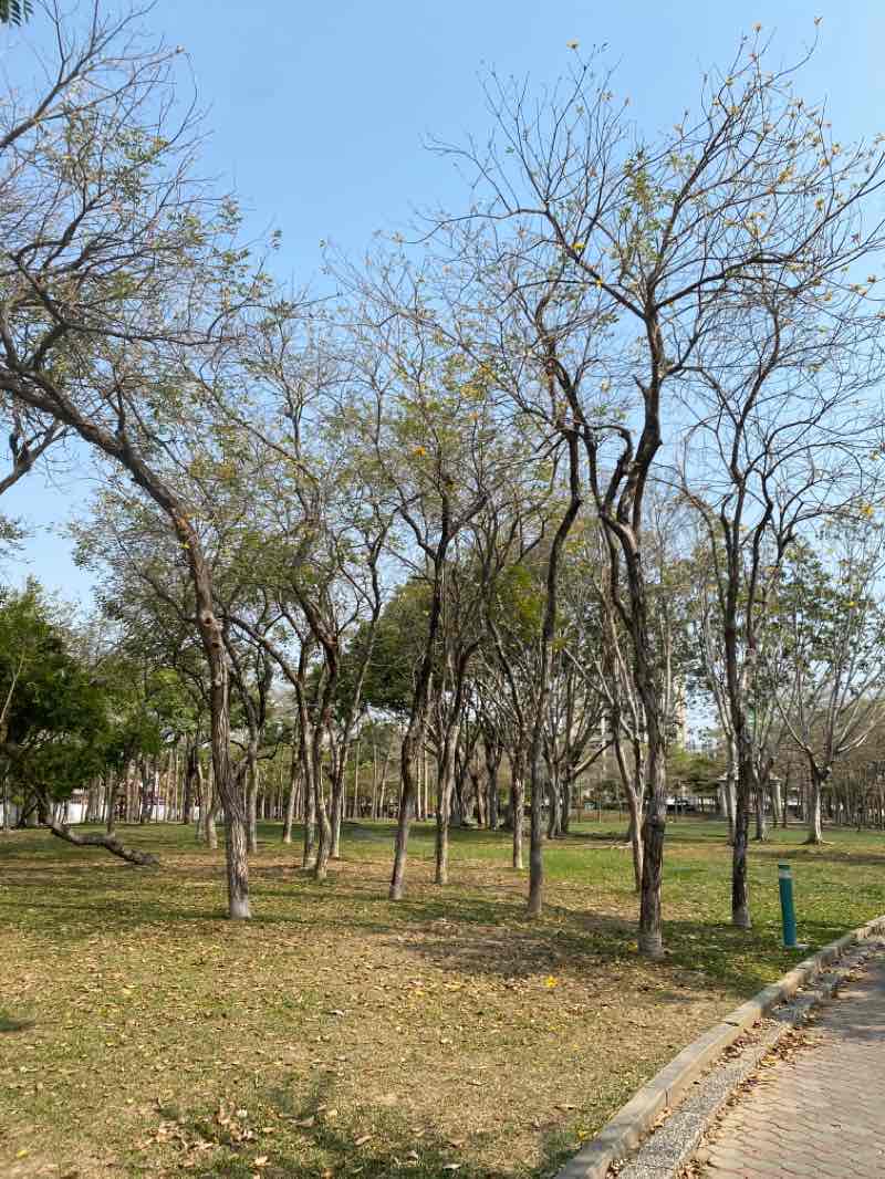 walking near me in Jiushe Park in winter