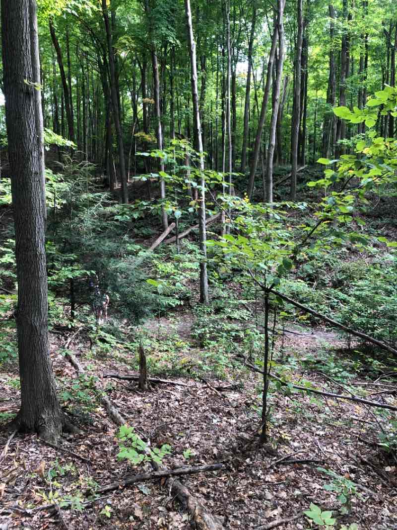 walking near me in Aurora Community Arboretum in winter