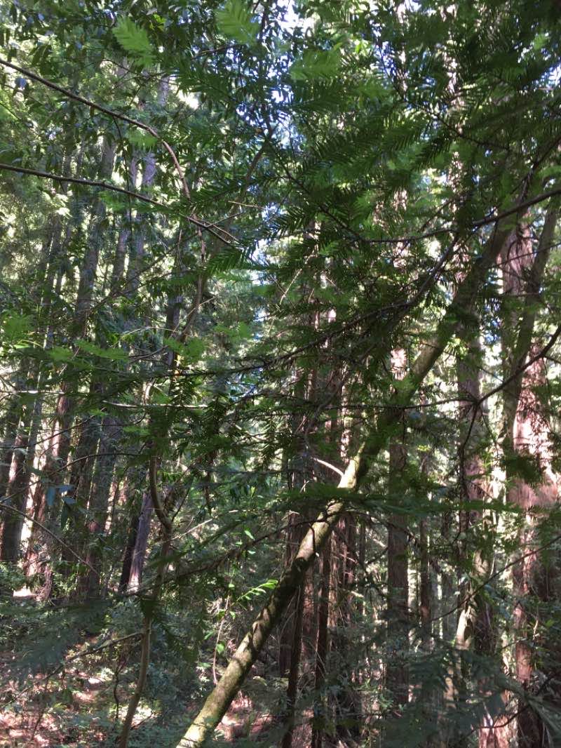 walking near me in Jack London State Historic Park in winter