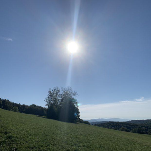 Jacqueline 🐕🐕 post 1