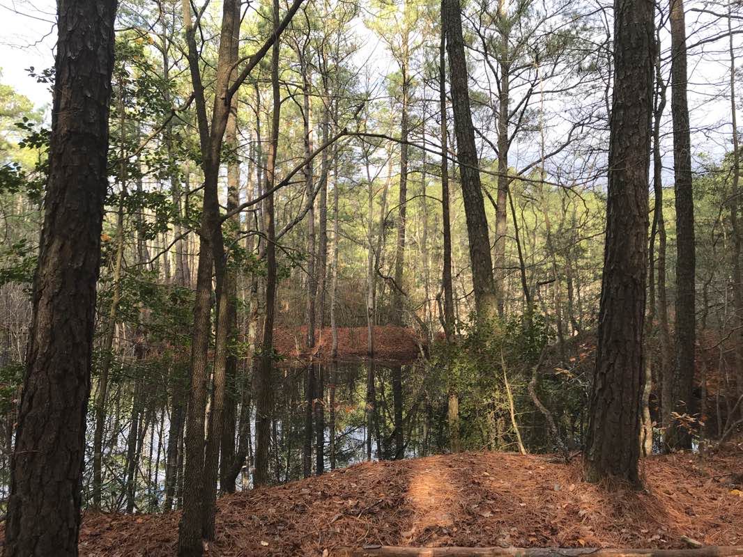 walking near me in Pocomoke River Wildlife Management Area in winter