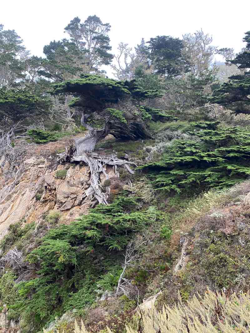 walking near me in Point Lobos State Marine Reserve in winter