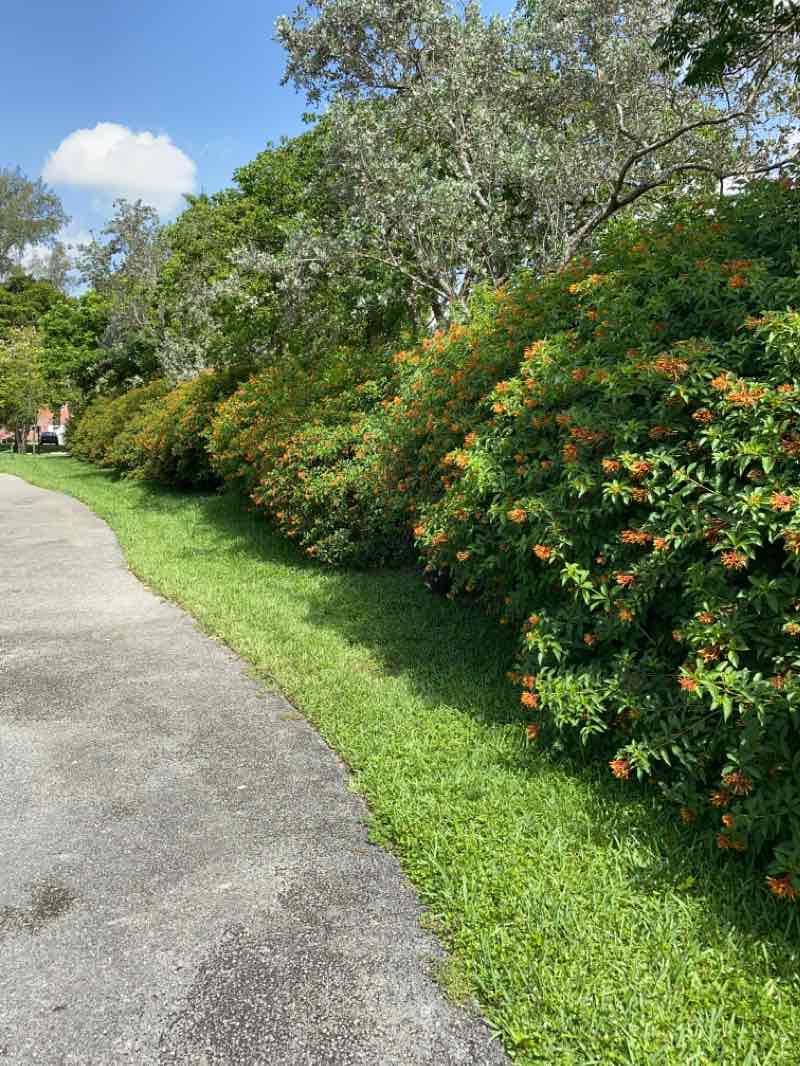 walking near me in Royal Palm Park in winter