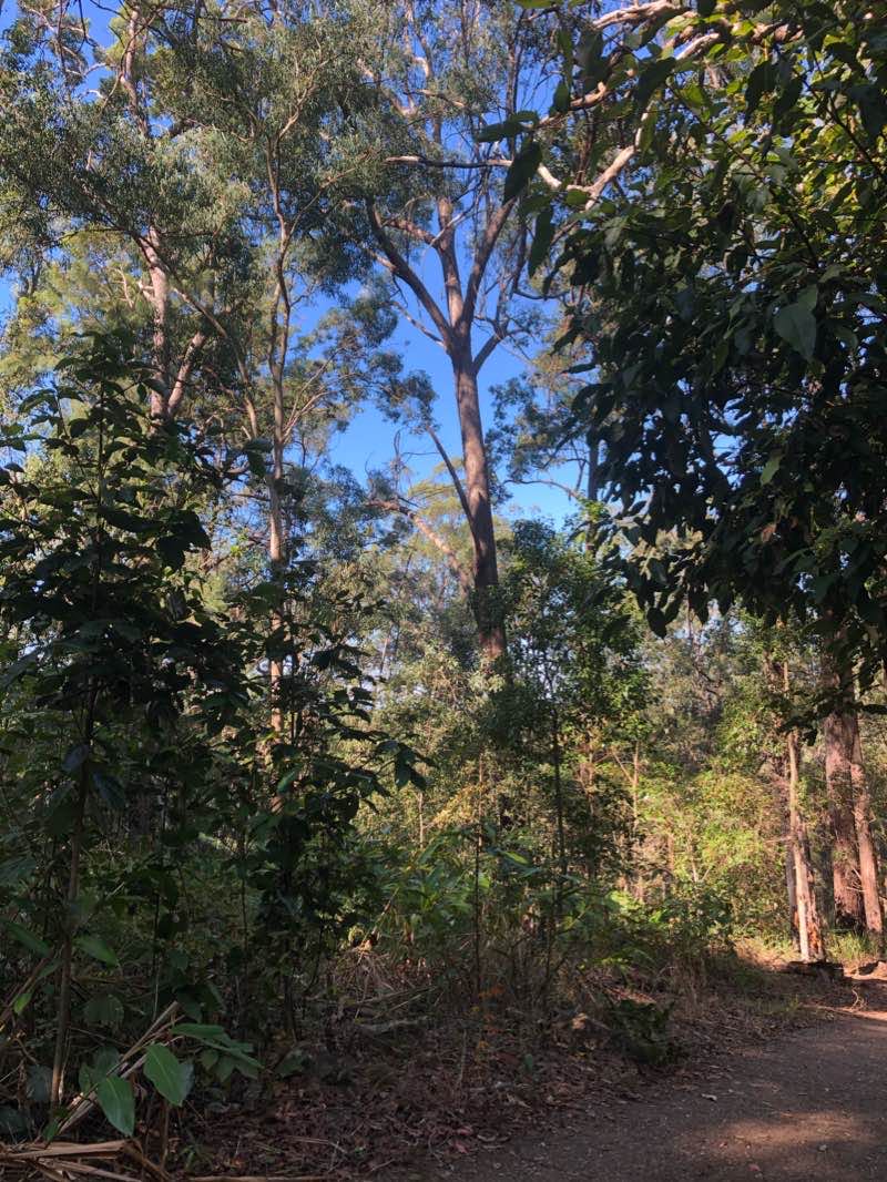 walking near me in Glass House Mountains National Park in summer