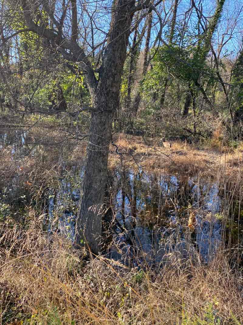 walking near me in Anacostia River Stream Valley Park in winter