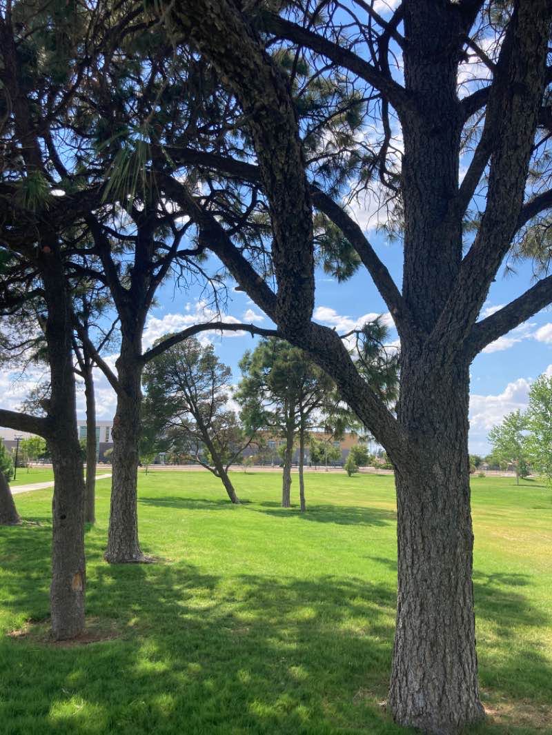 walking near me in Hobbs City Park in winter
