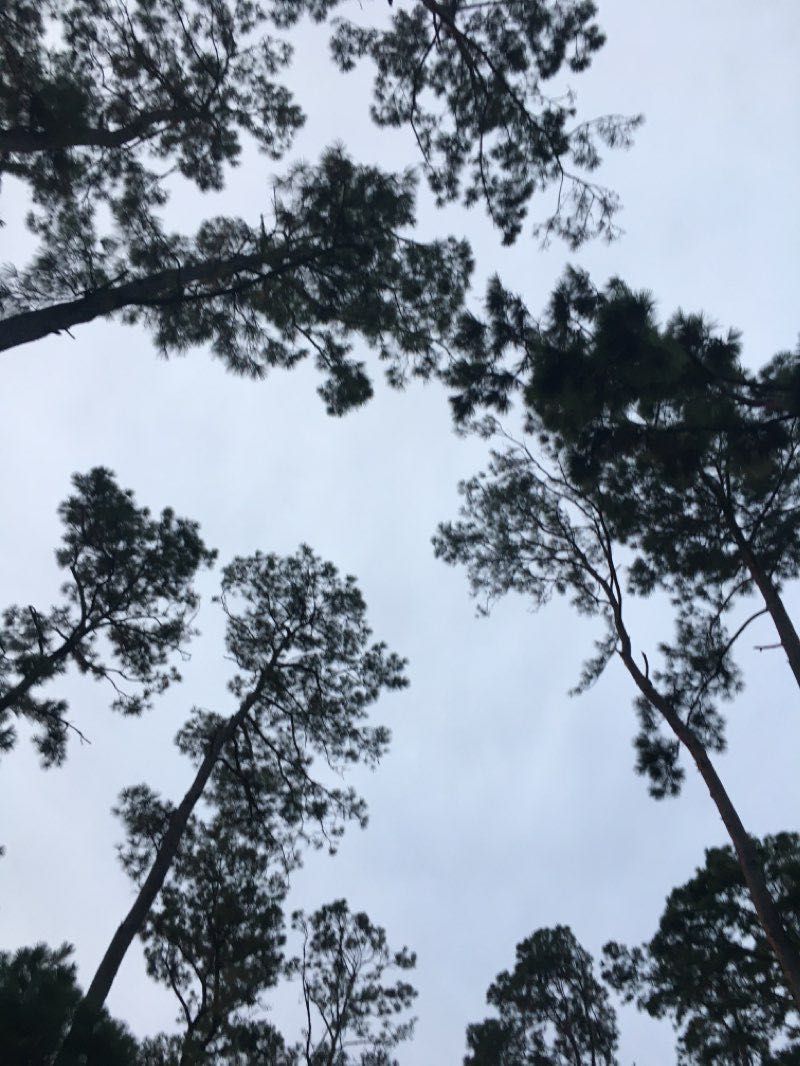 walking near me in W.C. Britton Park in winter