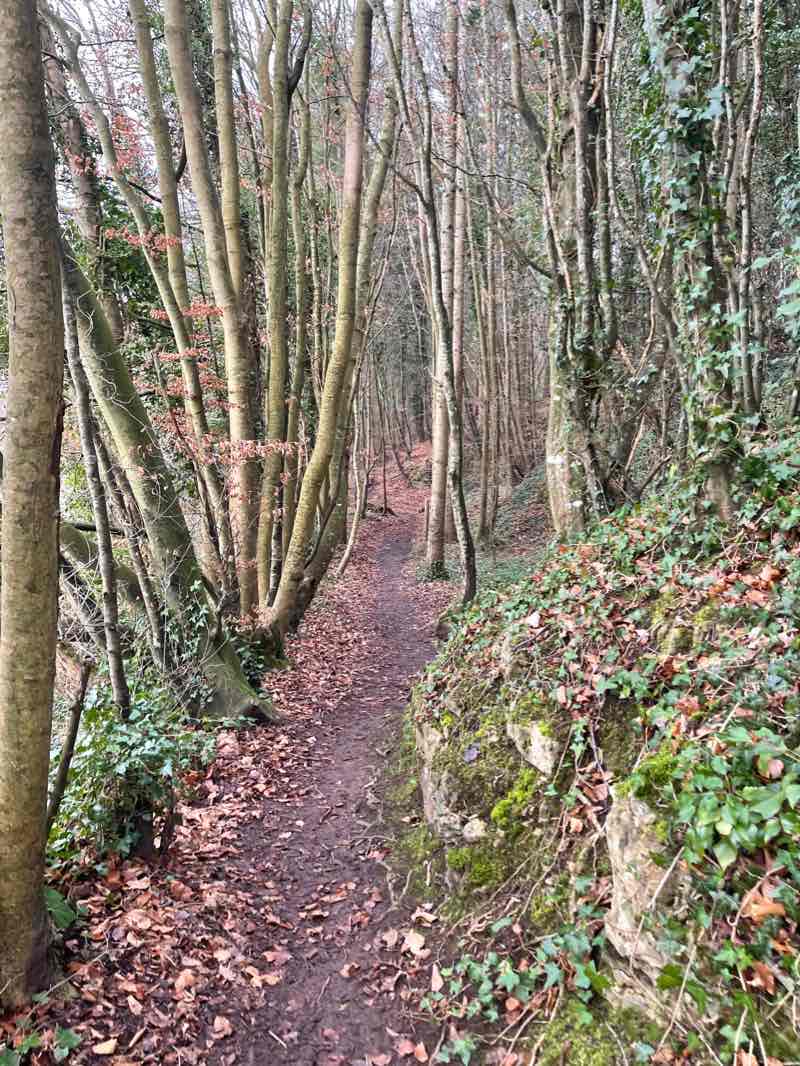 walking near me in Peace Park in winter