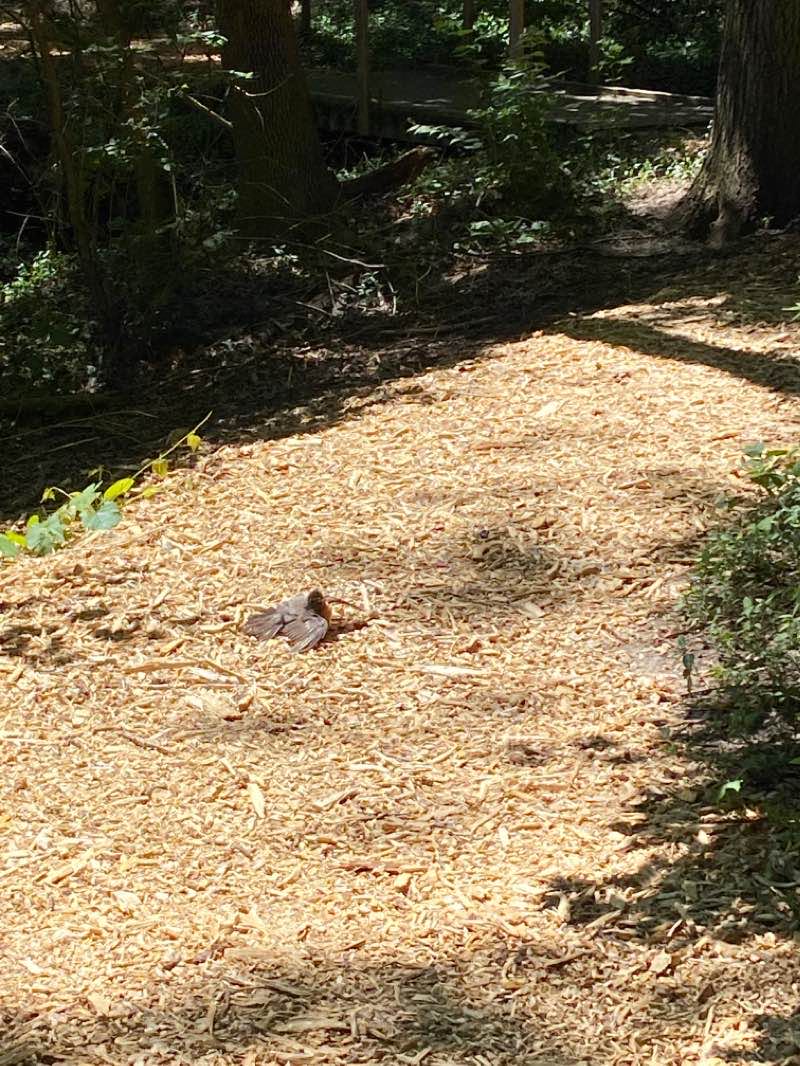 walking near me in Lee Wynn Trail in winter