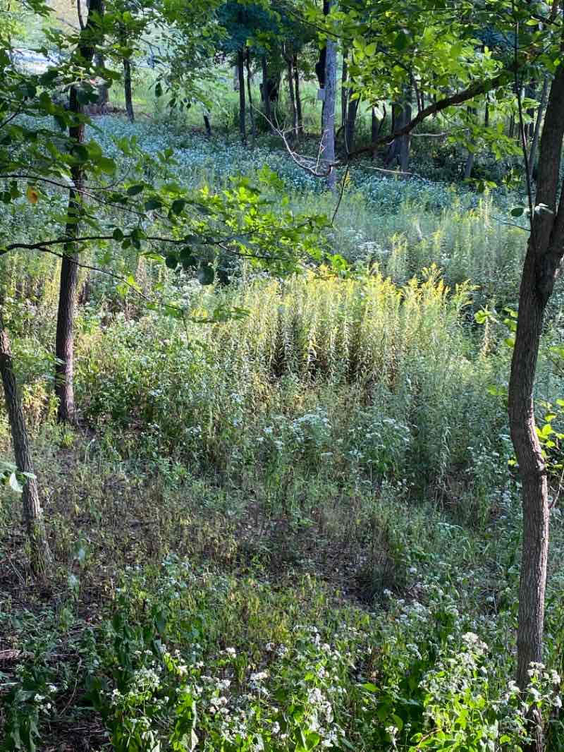 walking near me in Eberwein Park in winter