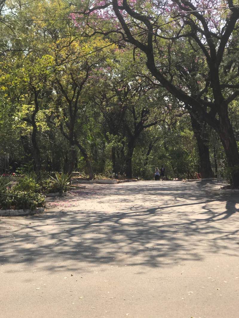 walking near me in Parque Carlos Antonio López in summer