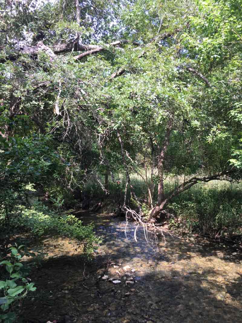 walking near me in Brushy Creek Sports Park in winter