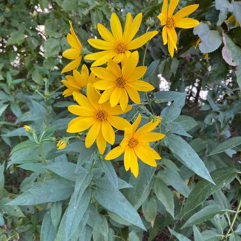 Collin County Pacers Hillary post image