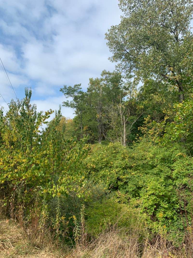 walking near me in Peffer Park in winter