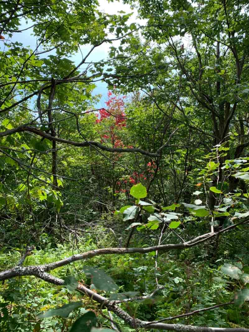 walking near me in Joseph Battell Wilderness in winter