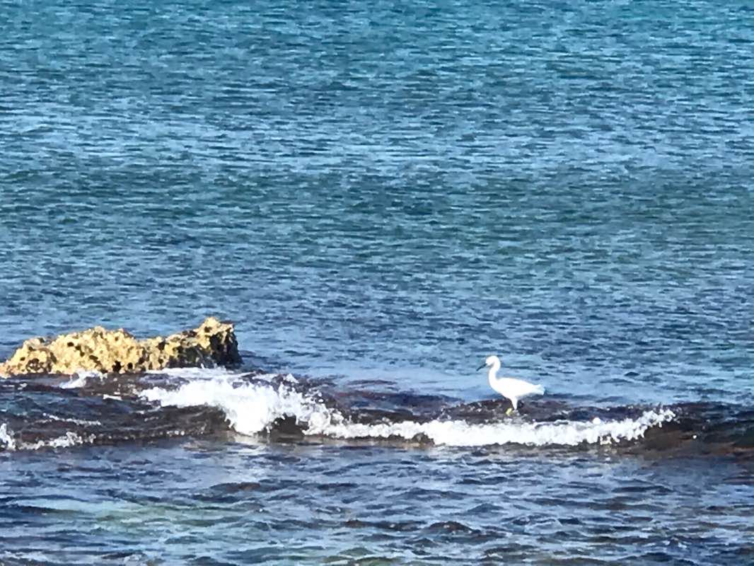 walking near me in Shikmona beach in winter