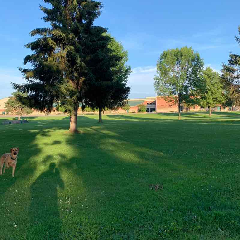 wis walking Steve post image