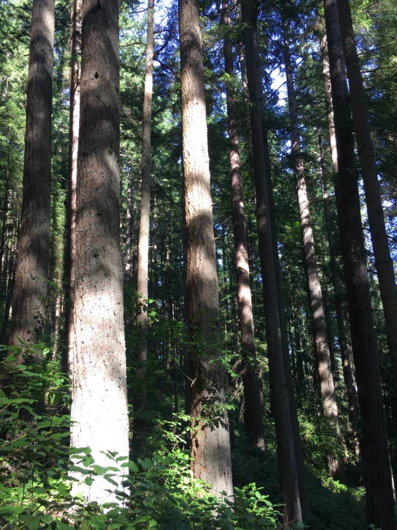 walking near me in Cougar Mountain Regional Wildland Park in winter