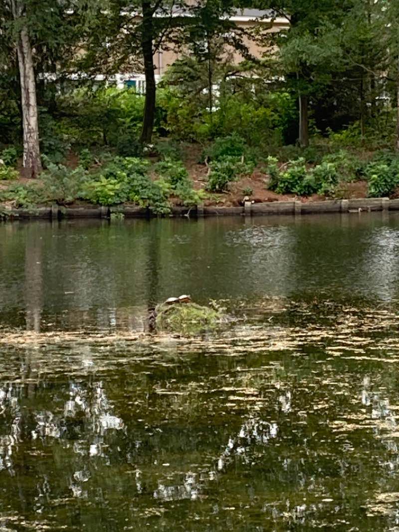 walking near me in Verzetsstrijderspark in winter