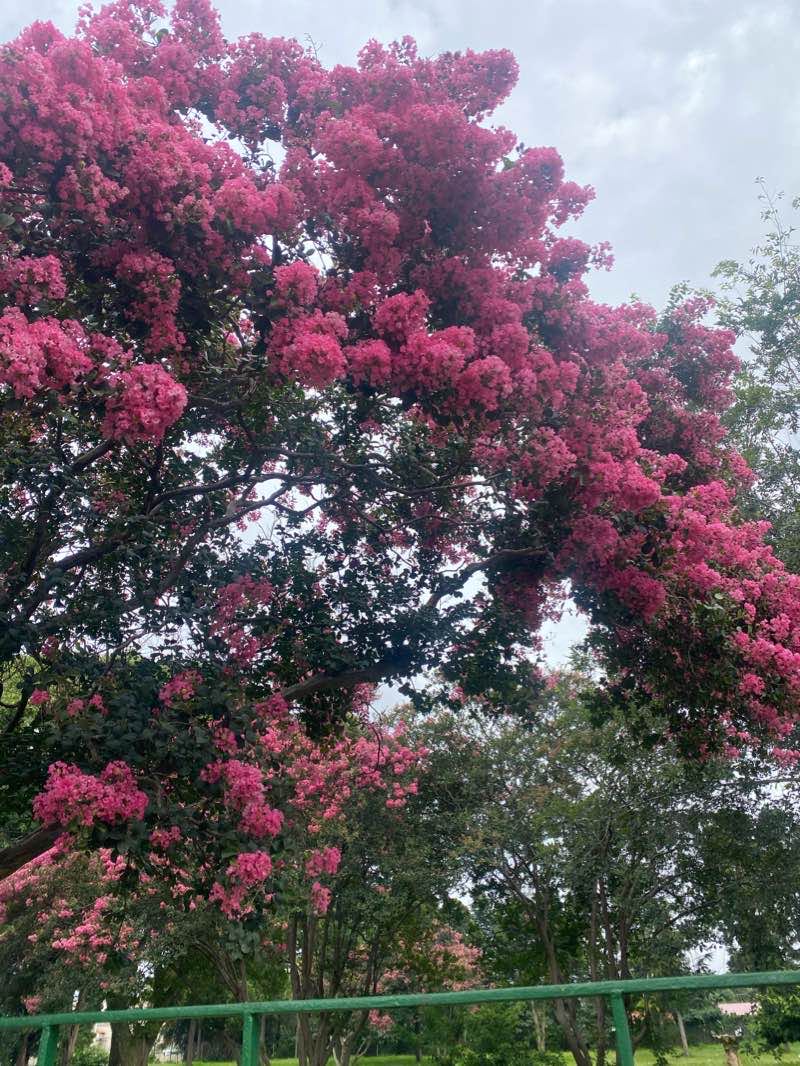 walking near me in Potgieter Park in summer