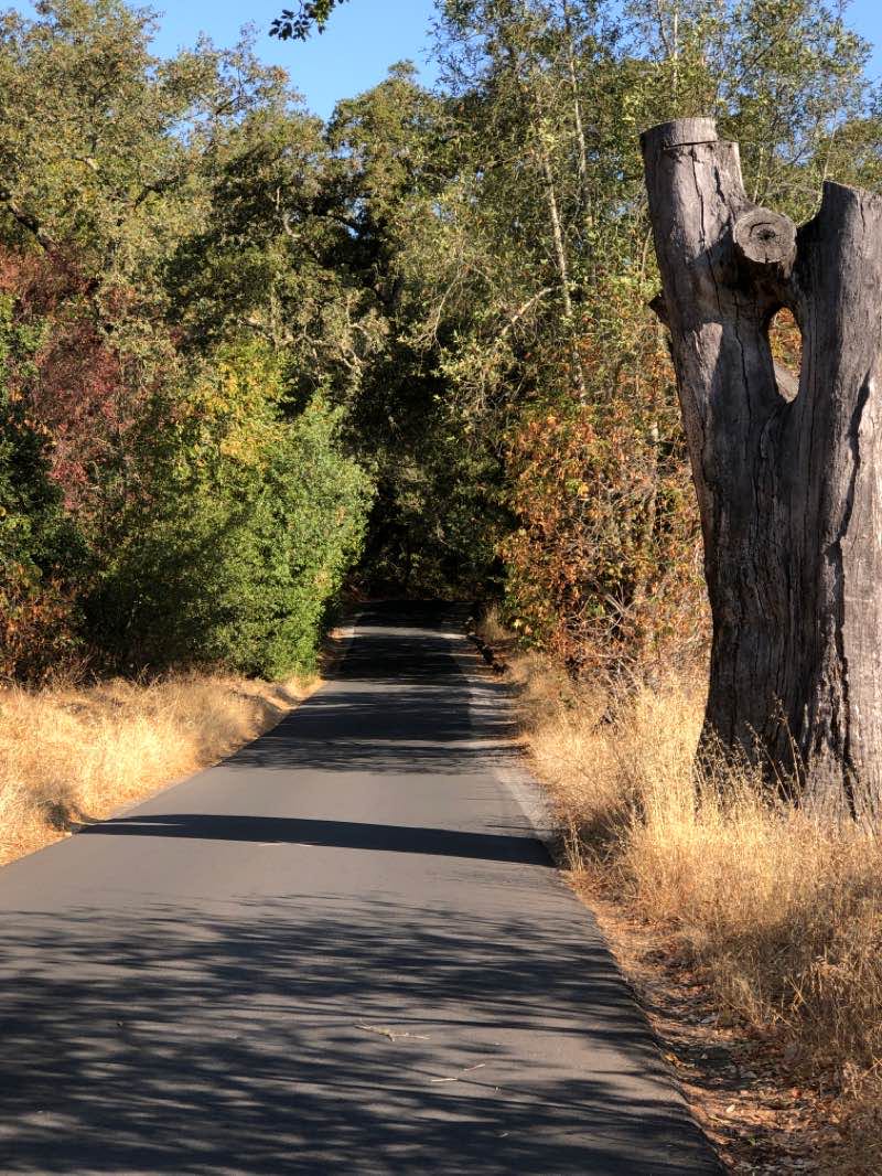 walking near me in Sonoma Plaza in winter