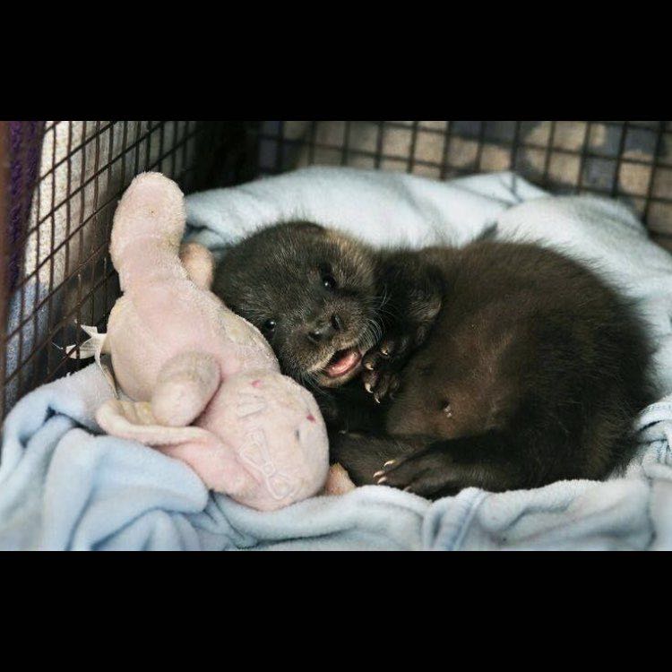 🦊Мария🇷🇺 post 1