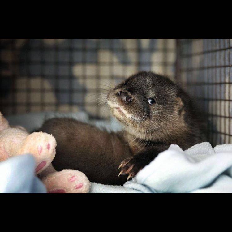 🦊Мария🇷🇺 post 2