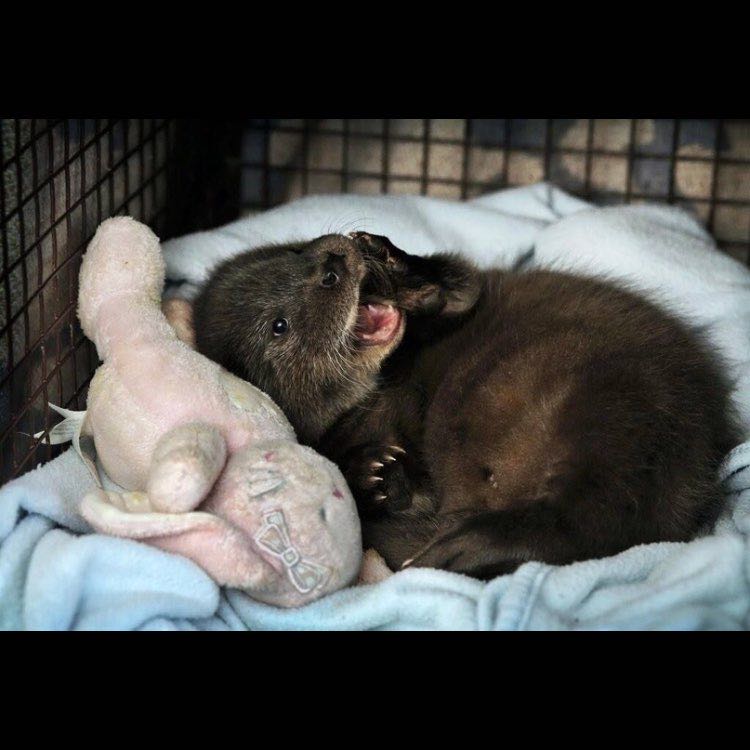 🦊Мария🇷🇺 post 3