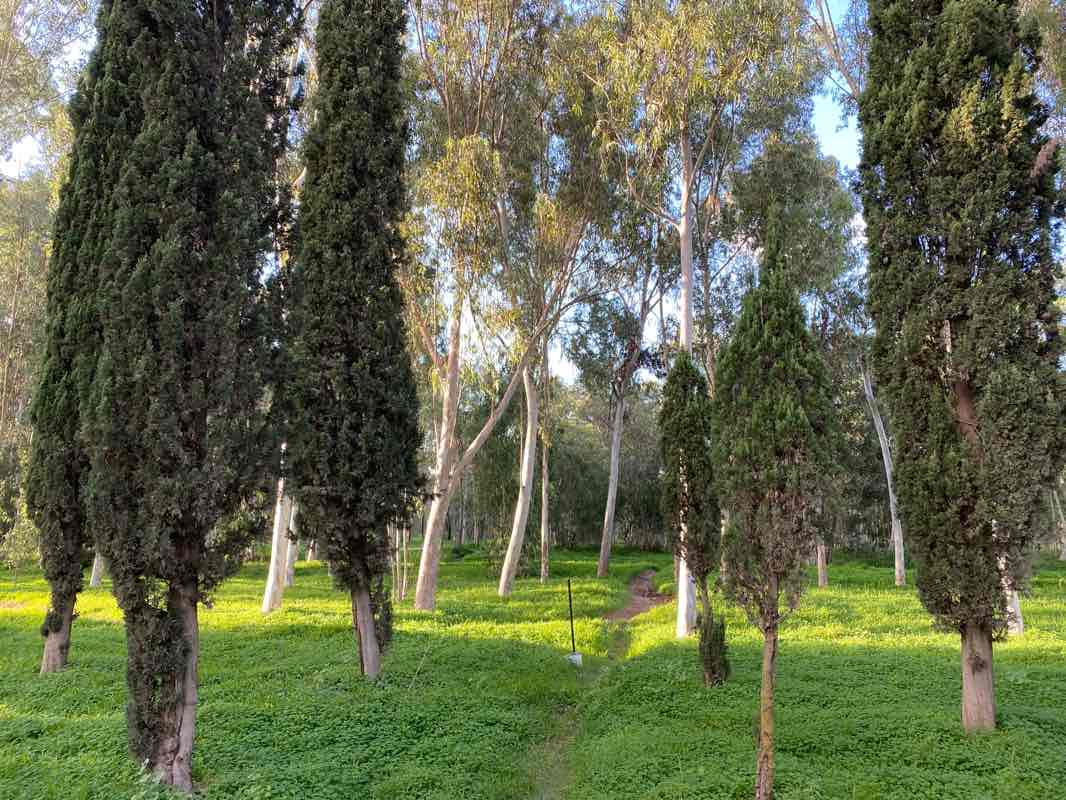walking near me in פארק האירוסים in winter
