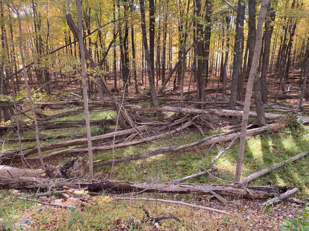 walking near me in Glenford Unit in winter